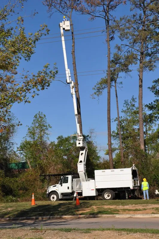 Fort Lauderdale Tree Service